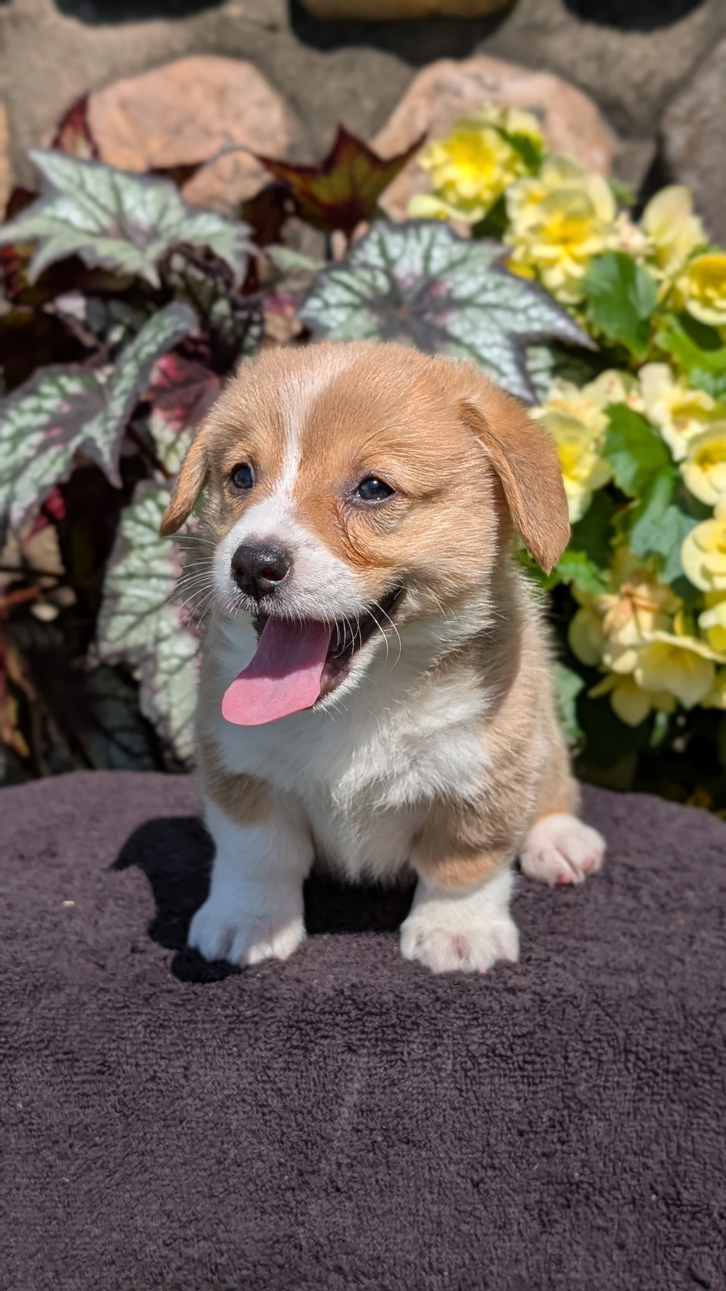 CORGI (JUL 13) 2 FEMALES/3 MALES