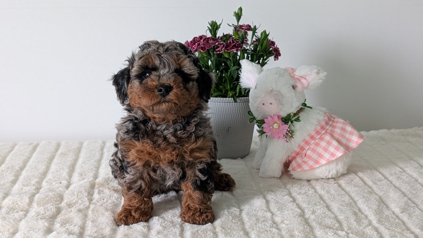 MINI POODLE (MAR 11) MALE