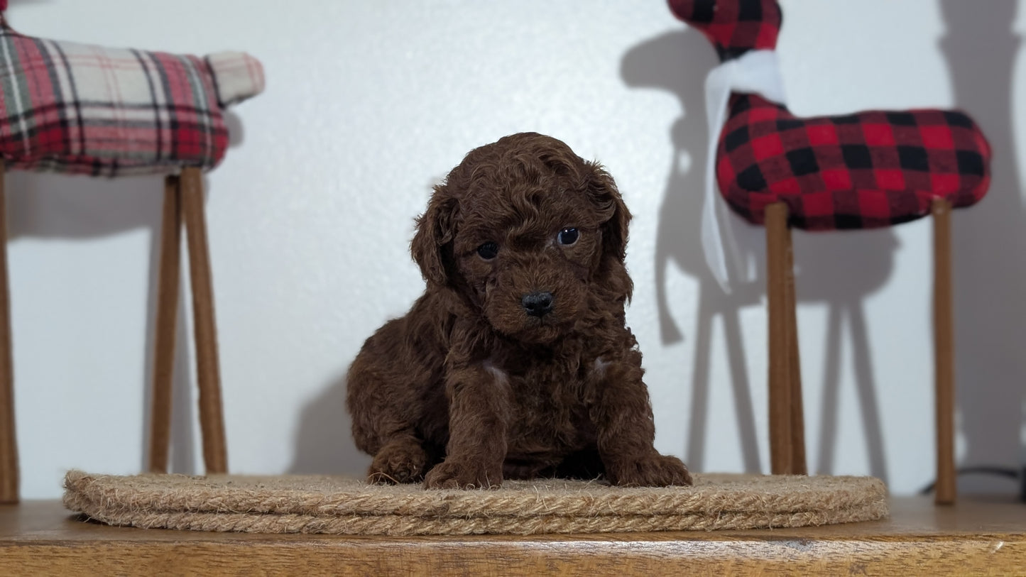 MINI POODLE (NOV 14) MALES