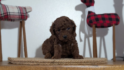MINI POODLE (NOV 14) MALES