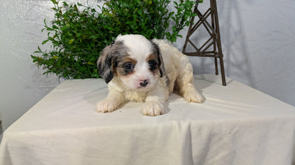 CAVAPOO (02/17) FEMALE