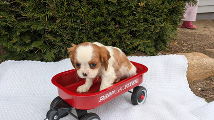 CAVALIER (02/10) MALE