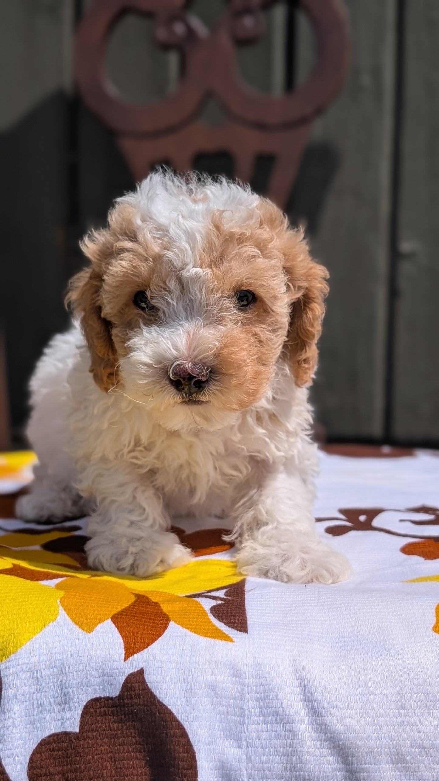 MINI POODLE (JUN 21) 4 MALES