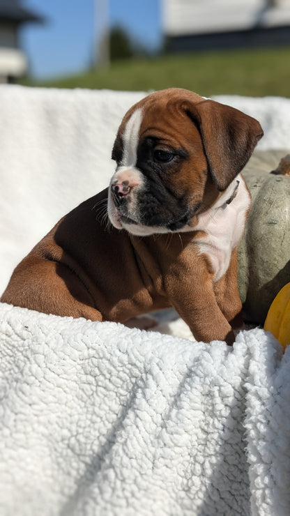 BOXER (08/27) FEMALE
