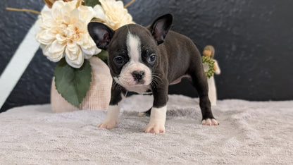 BOSTON TERRIER (FEB 09) FEMALES