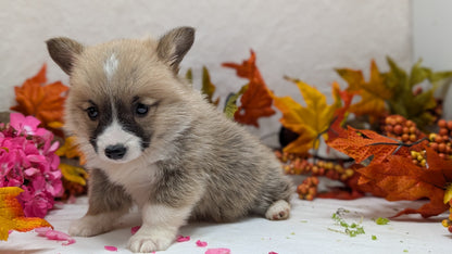 CORGI (09/17) MALE