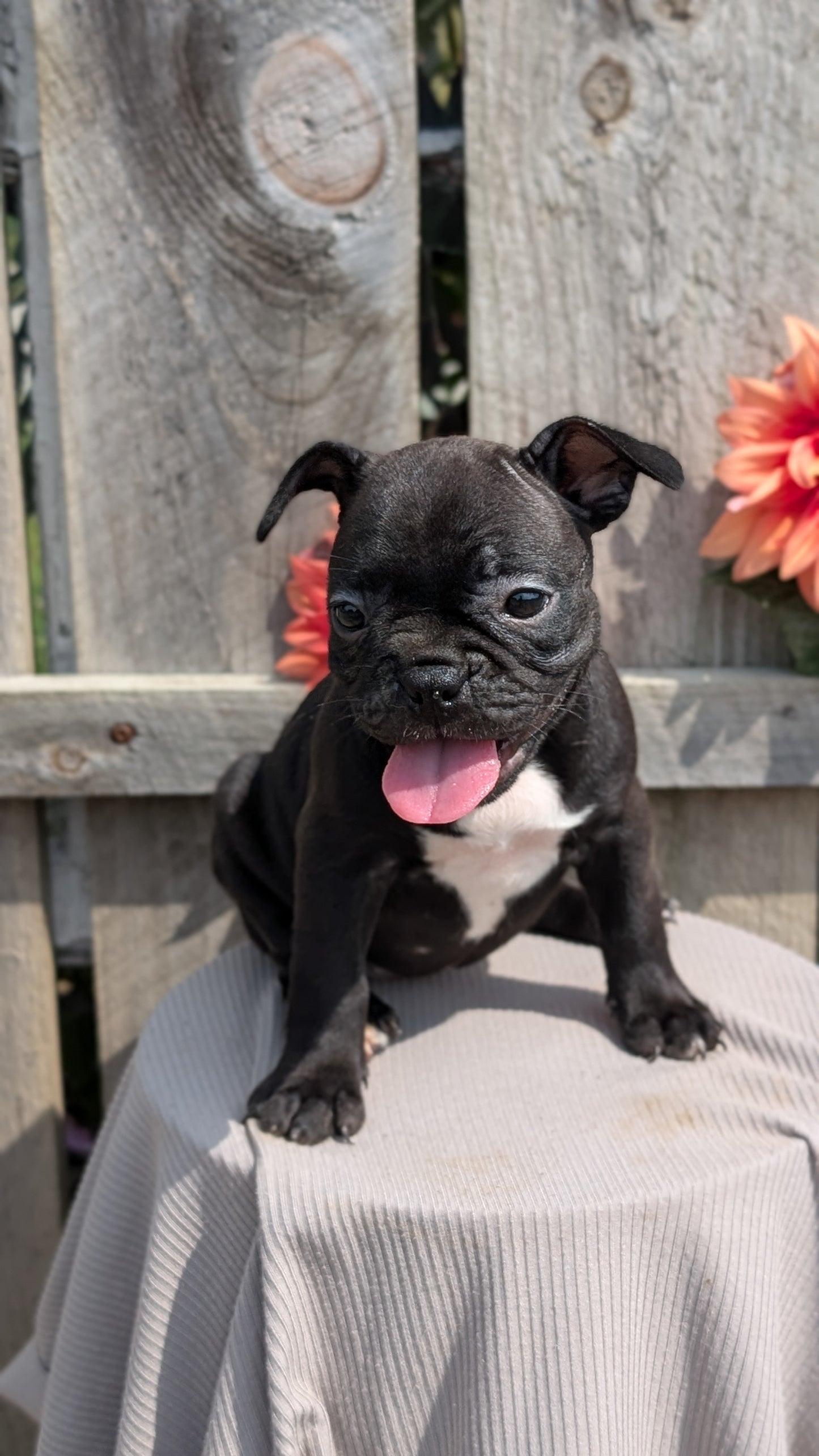 FRENCHTON (JUL 14) 2 MALES/1 FEMALE