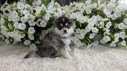 POMSKY (04/01) FEMALE