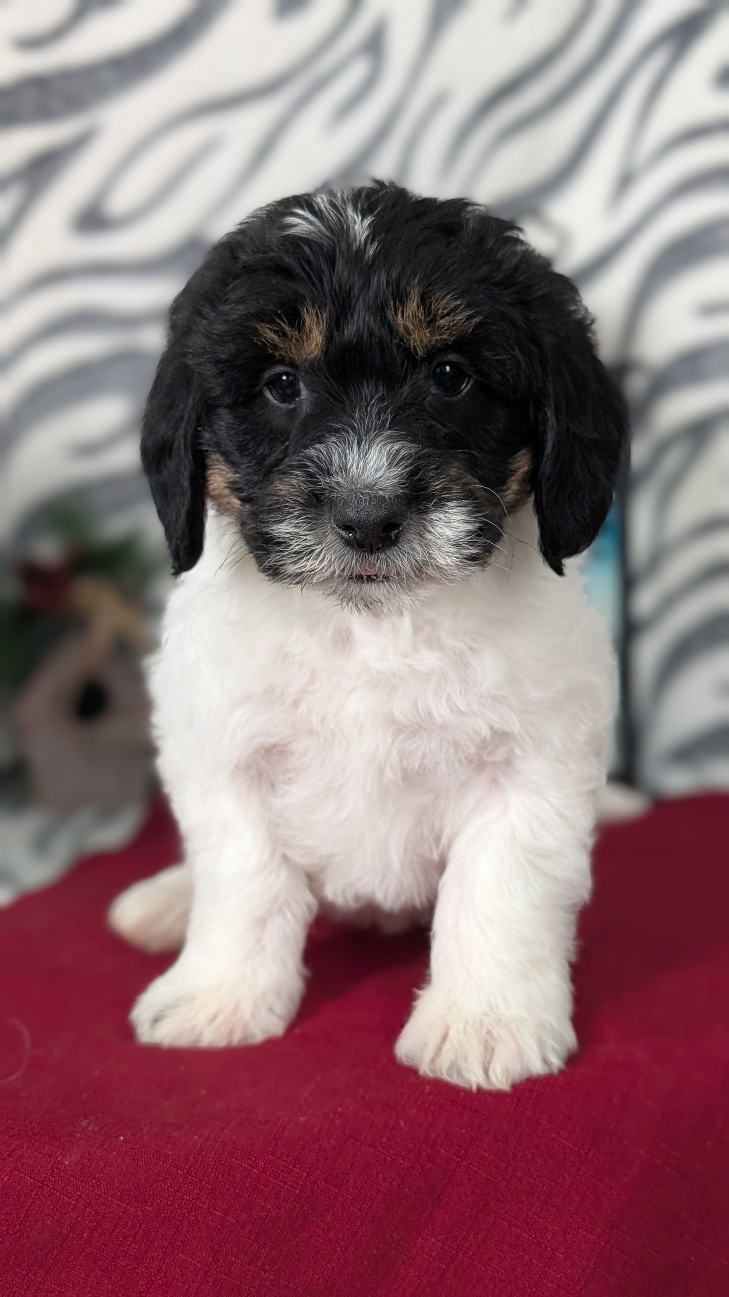 MINI LABRADOODLE (OCT 20) MALES