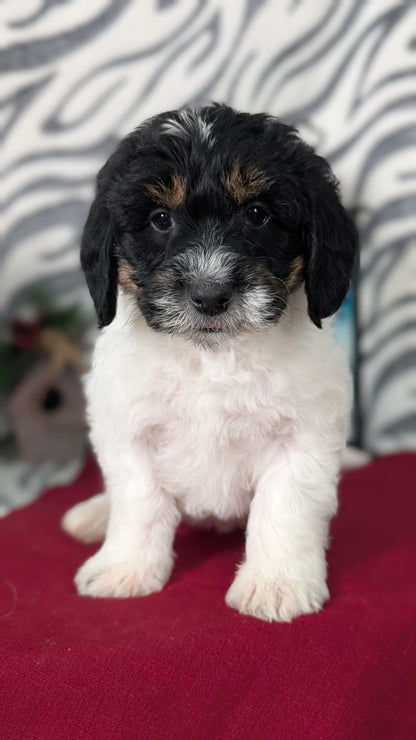 MINI LABRADOODLE (OCT 20) MALES