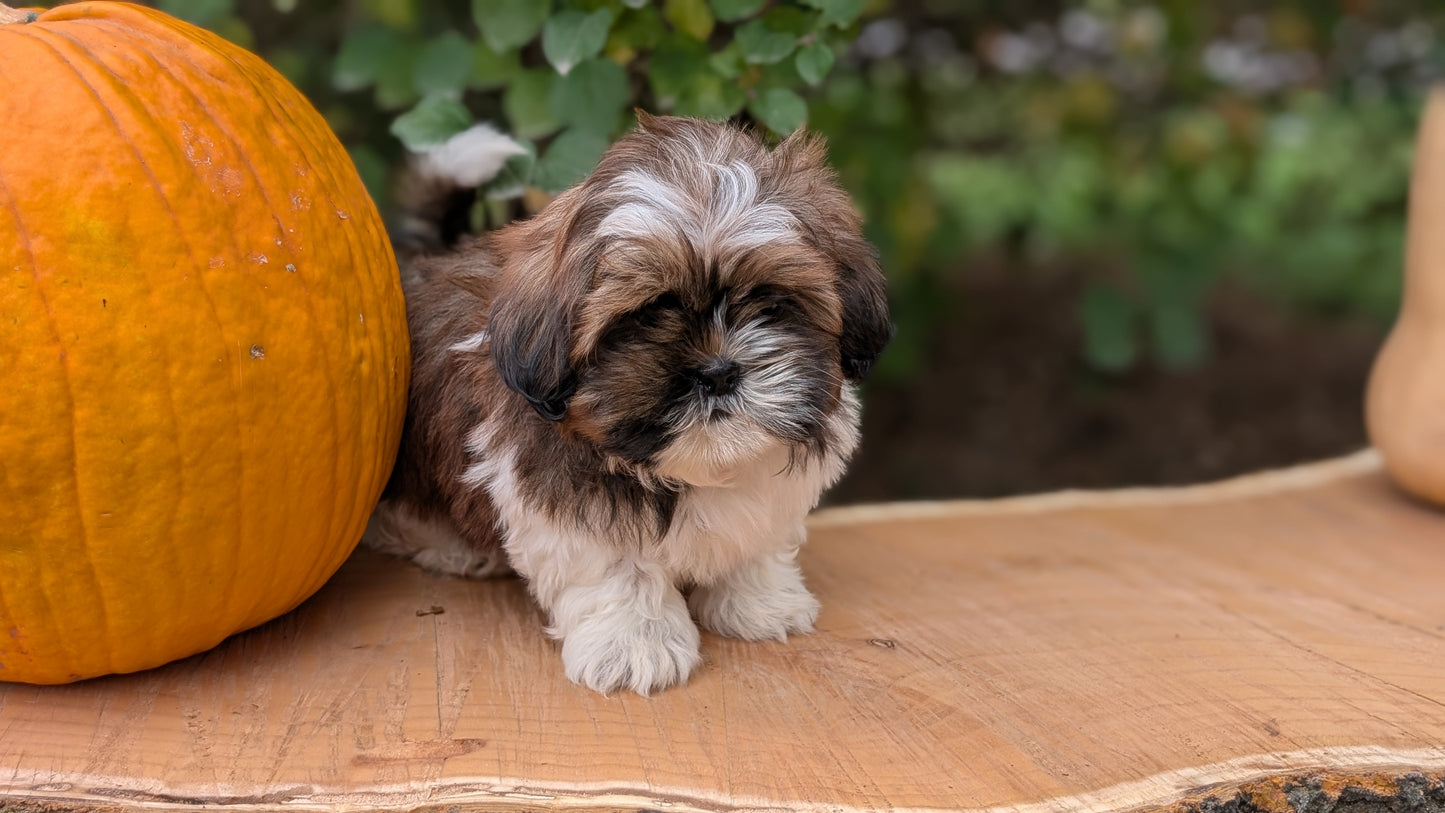 SHIH TZU (08/19) MALE