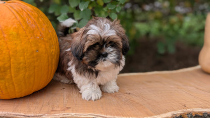 SHIH TZU (08/19) MALE