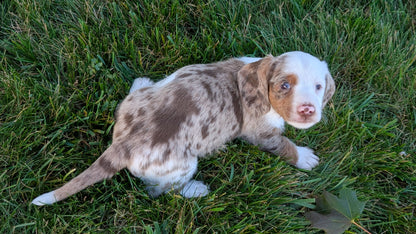 MINI DACHSHUND (08/19) MALE