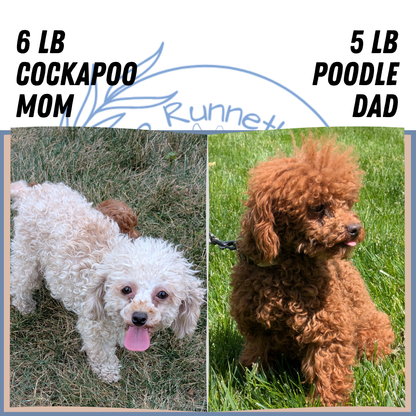 COCKAPOO (05/31) FEMALE
