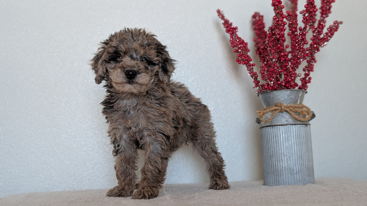 MINI BERNEDOODLE (OCT 15) FEMALES