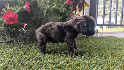 COCKER SPANIEL (07/24) MALE