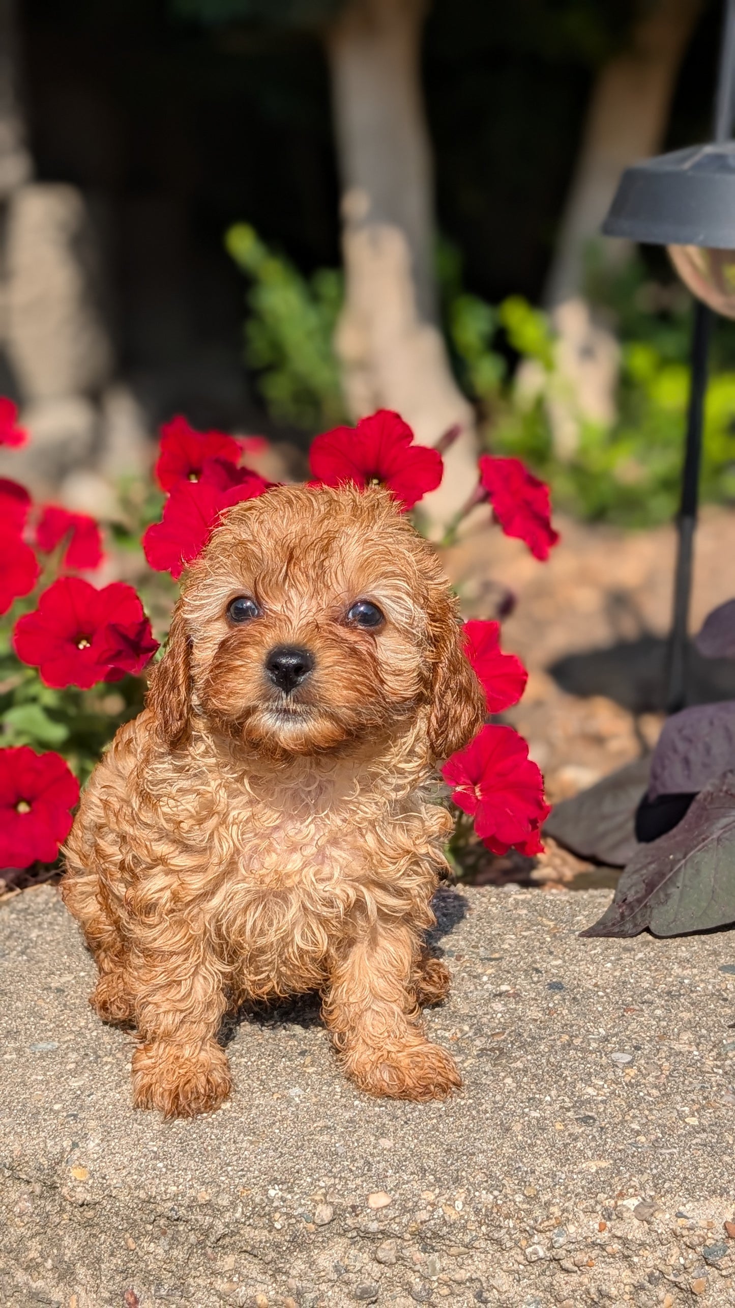 CAVAPOO (05/29) FEMALE