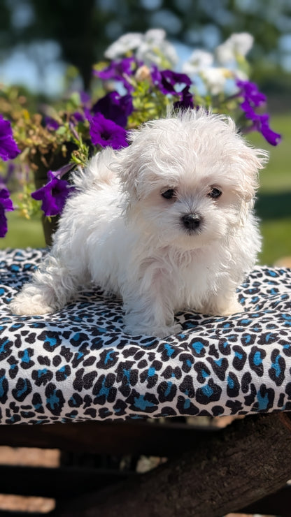 MALTESE (JUN 13) FEMALES