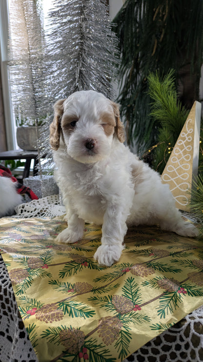 CAVAPOO (10/10) MALE