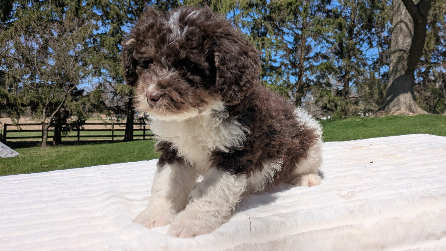 MINI BERNEDOODLE (02/09) MALE