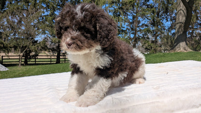 MINI BERNEDOODLE (02/09) MALE