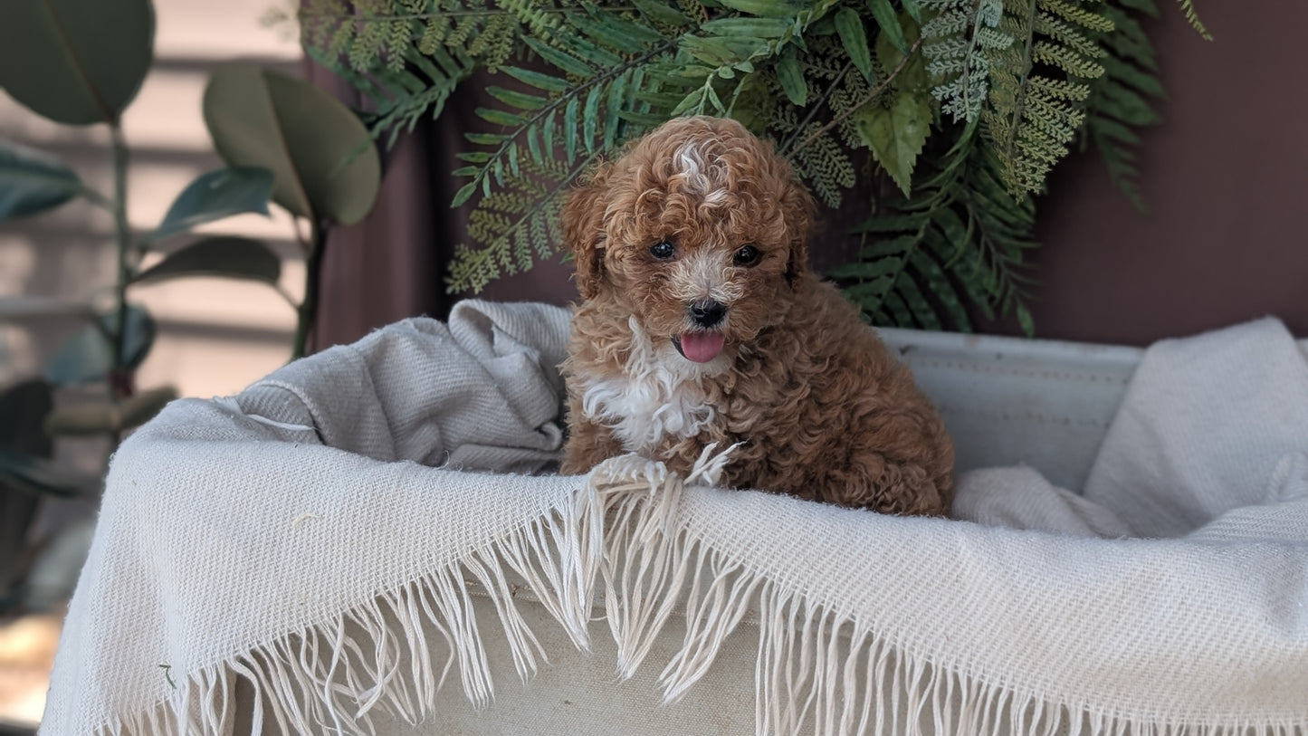 COCKAPOO (MAY 22) FEMALES