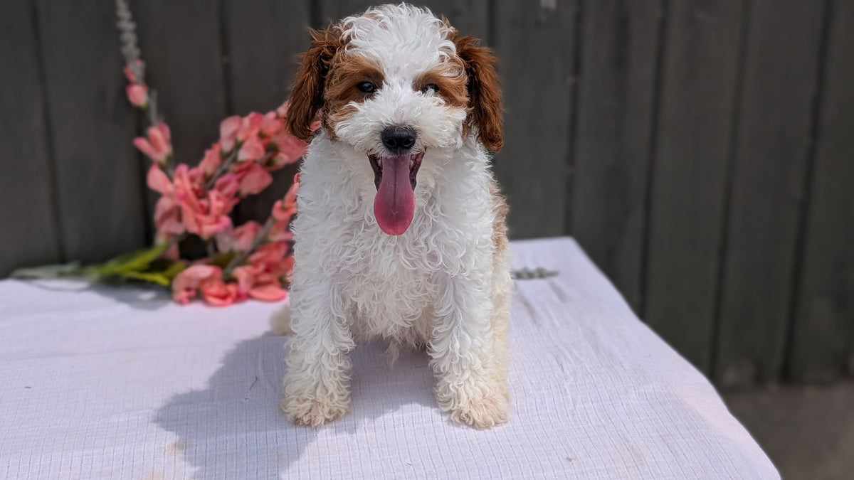 MINI POODLE (MAY 08) MALES