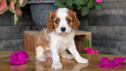 CAVALIER (JUL 18) 3 FEMALES/2 MALES