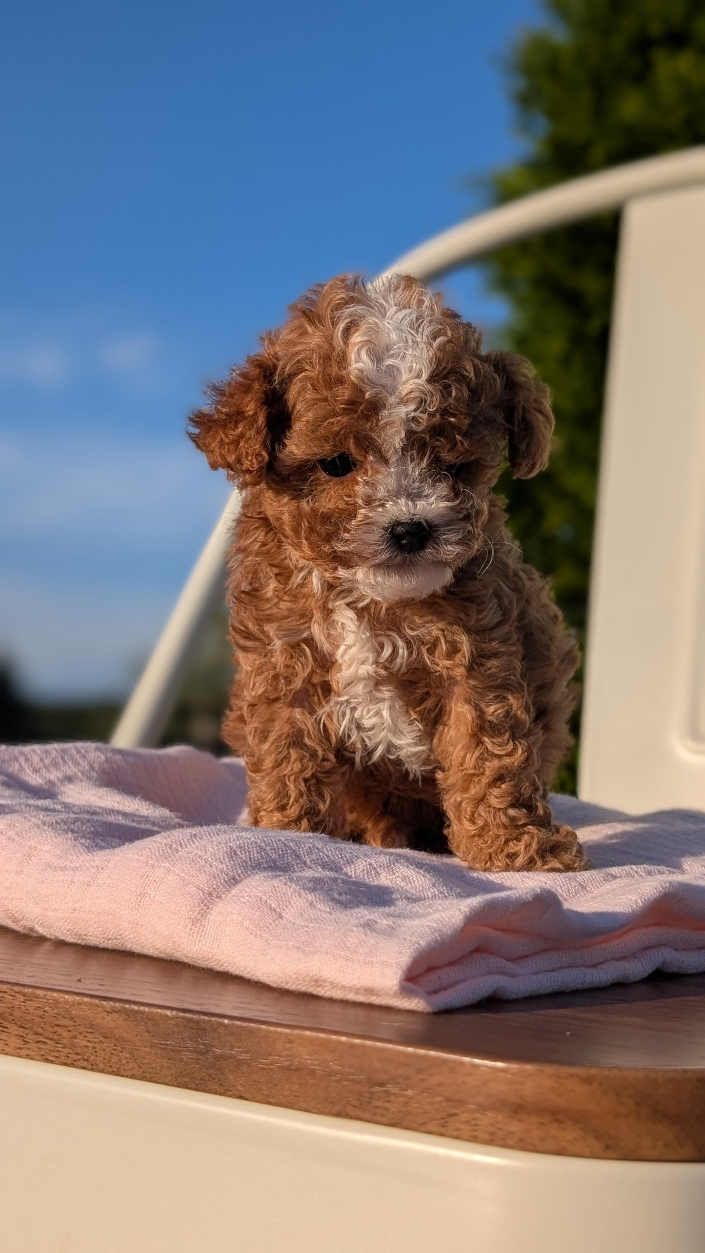 CAVAPOO (MAY 09) MALES