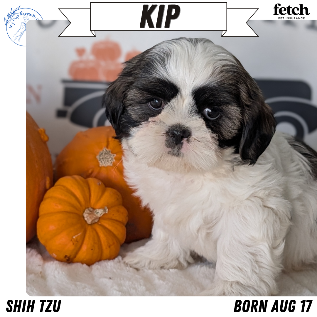 SHIH TZU (AUG 17) 2 FEMALES/3 MALES