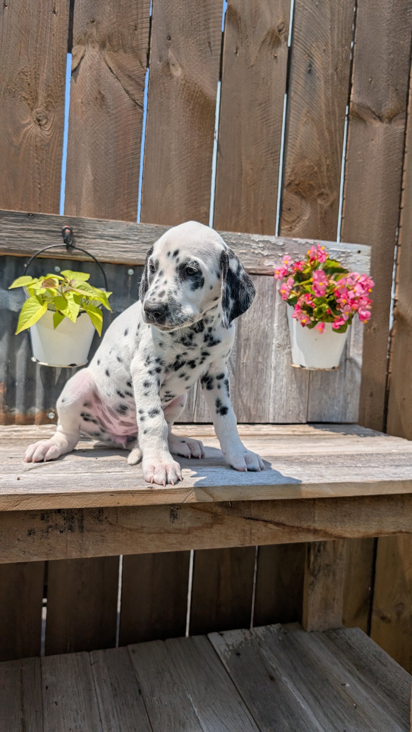 DALMATIAN (06/09) FEMALE