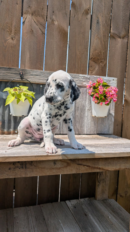 DALMATIAN (06/09) FEMALE