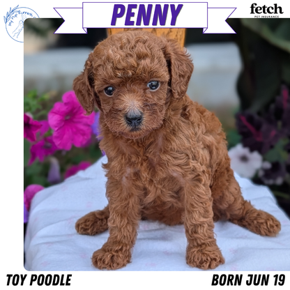 TOY POODLE (JUN 17) FEMALE