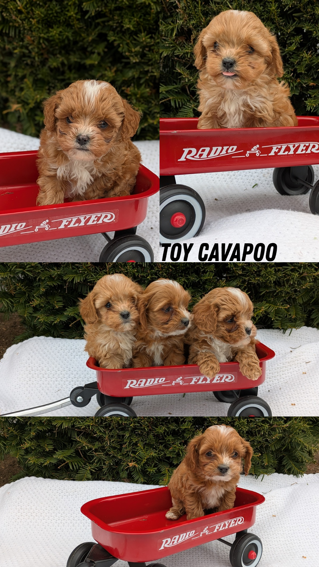 TOY CAVAPOO (02/26) MALE