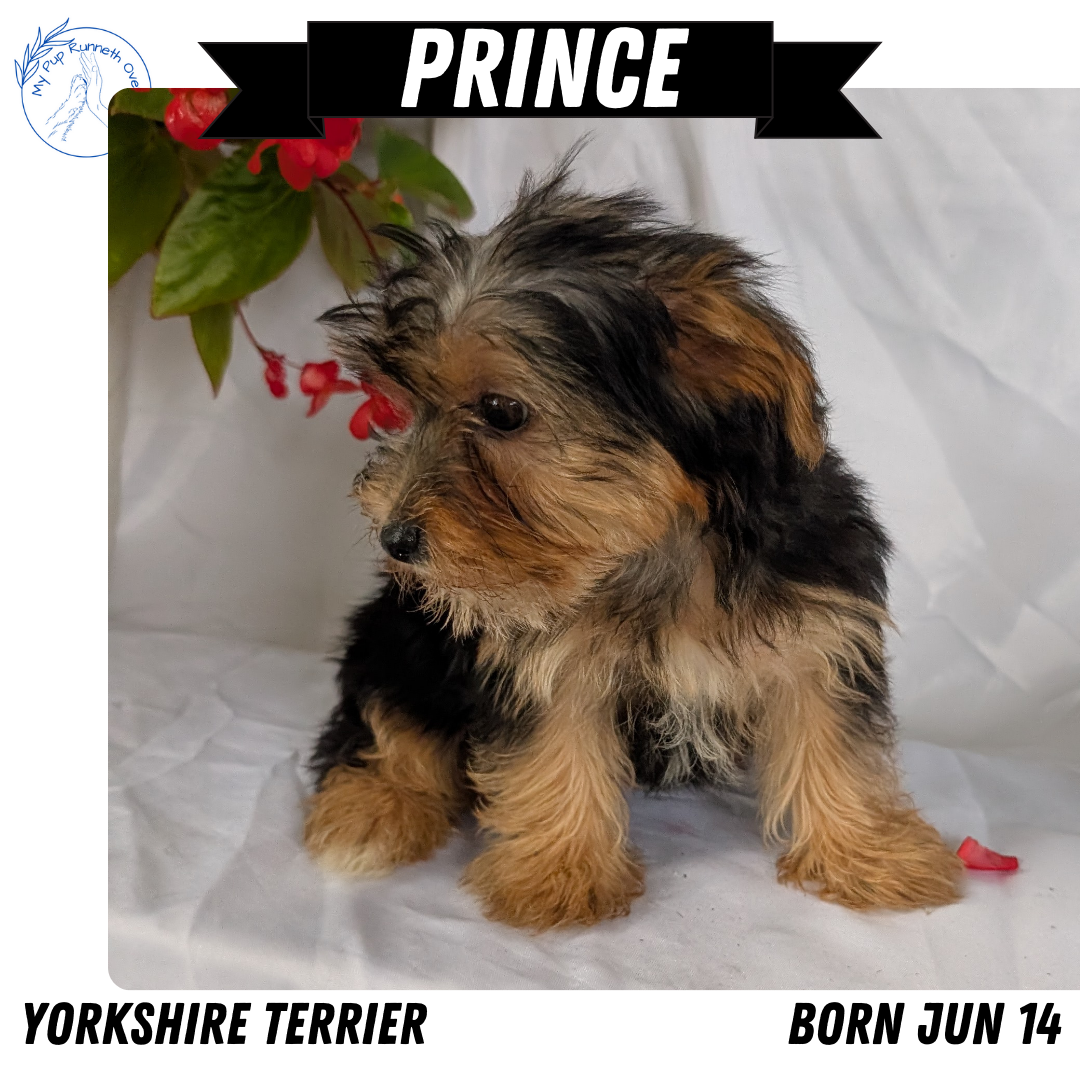 YORKSHIRE TERRIER (06/14) MALE