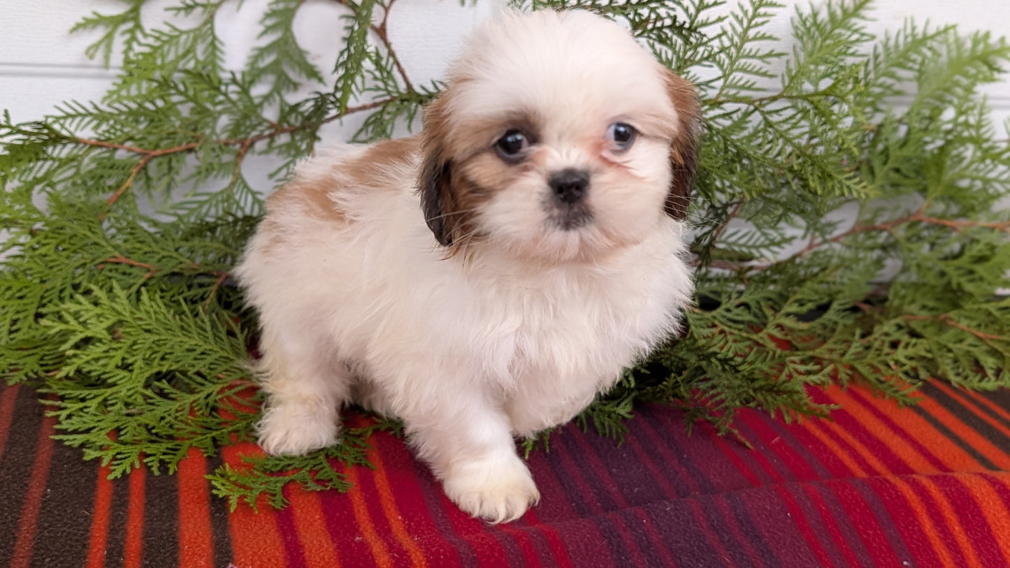 SHIH TZU (SEP 30) FEMALE