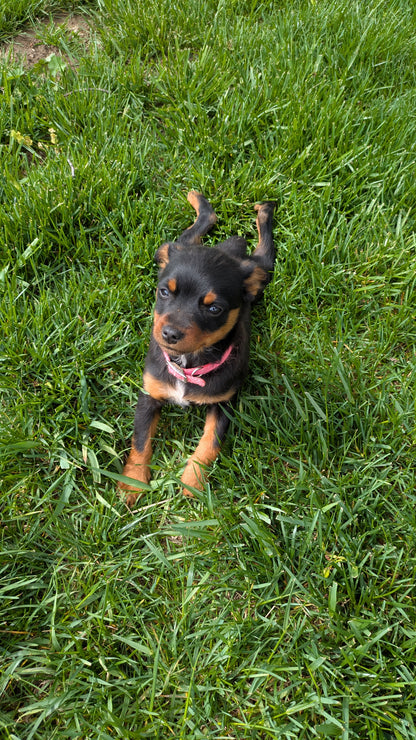 MINI PINSCHER (02/13) FEMALE