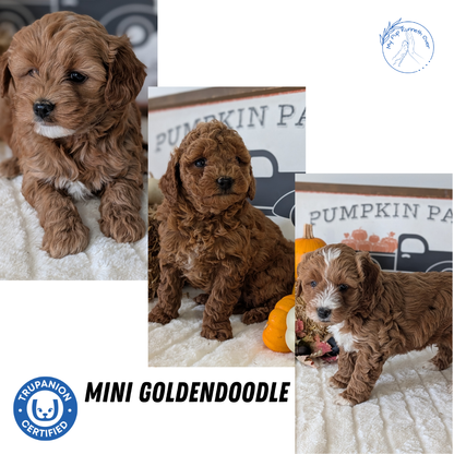 MINI GOLDENDOODLE (09/21) MALE