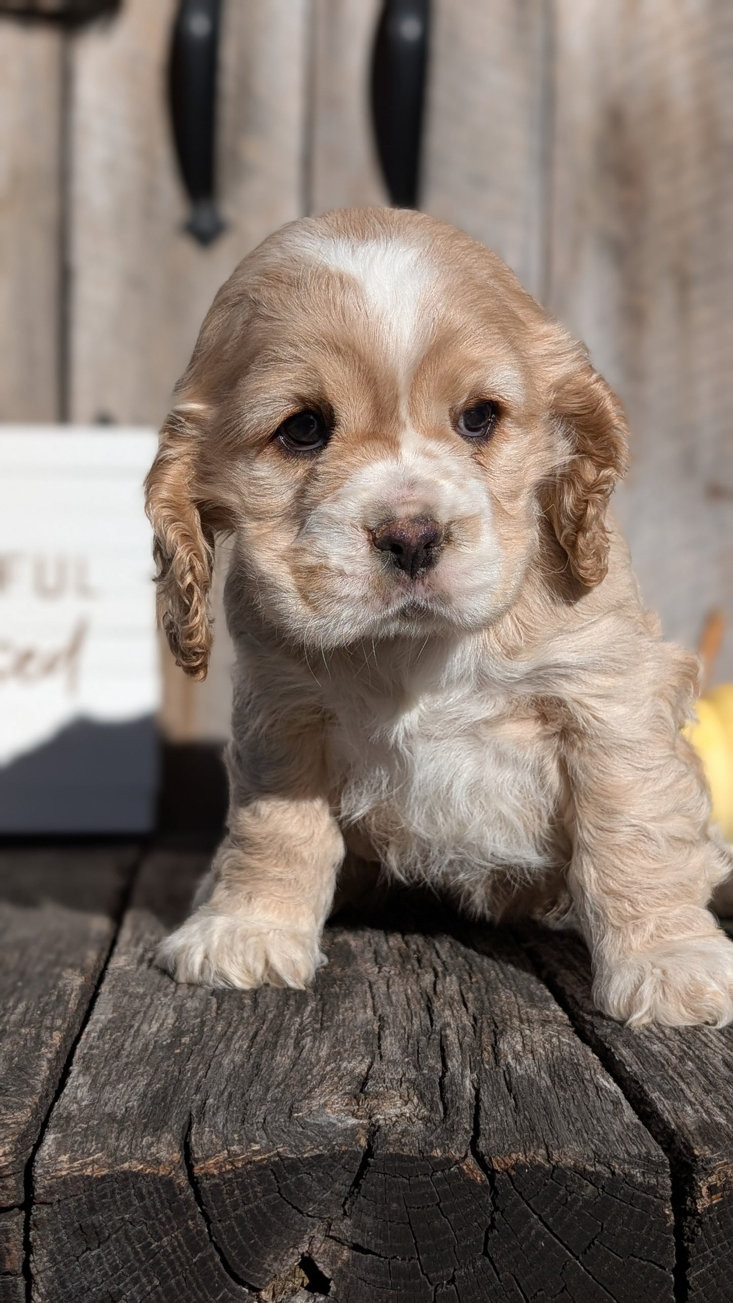COCKER SPANIEL (09/21) FEMALE