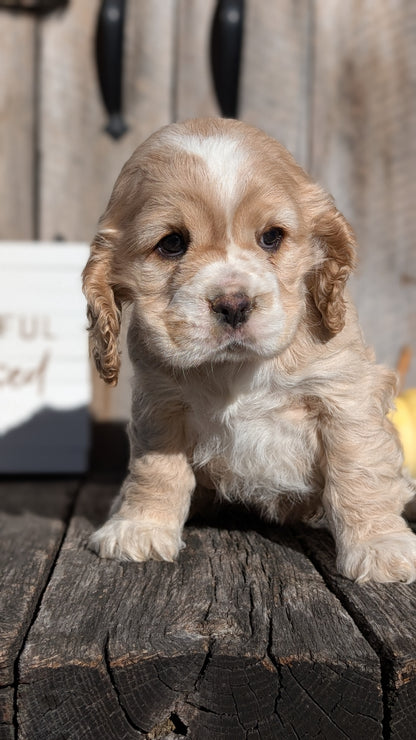 COCKER SPANIEL (09/21) FEMALE