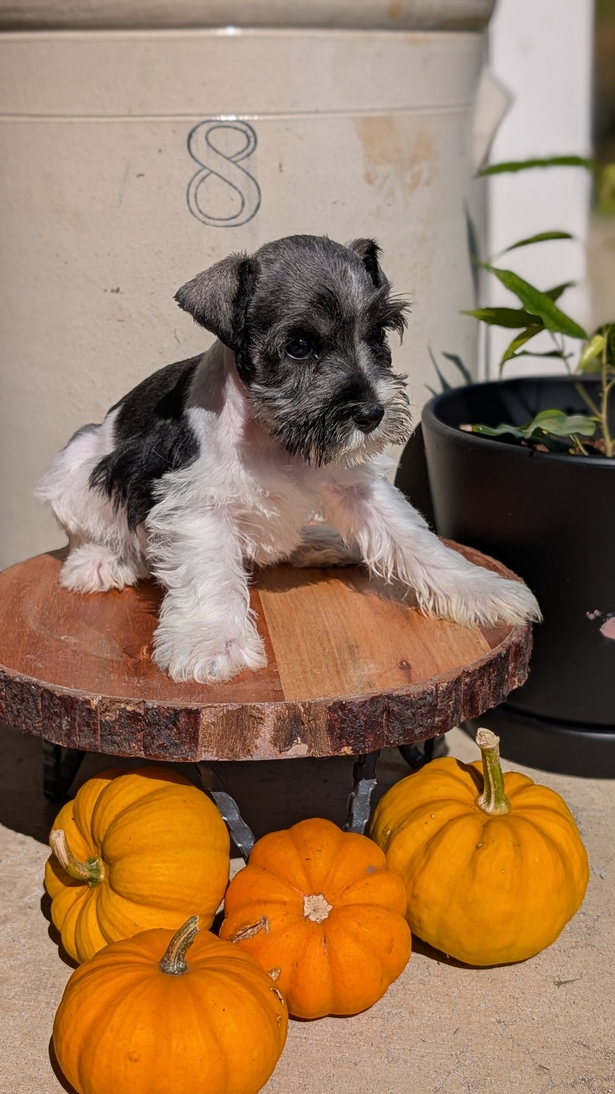 MINI SCHNAUZER (AUG 24) 8 FEMALES