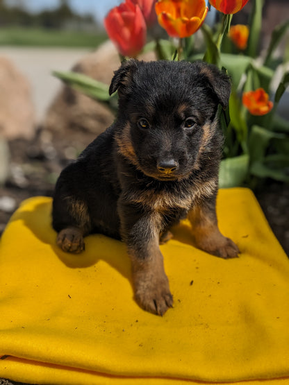 GERMAN SHEPHERD (03/15) MALE