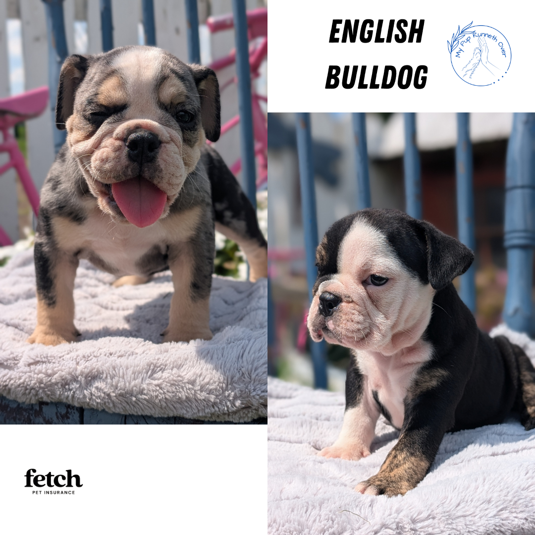 ENGLISH BULLDOG (JUN 29) 1 FEMALE/1 MALE
