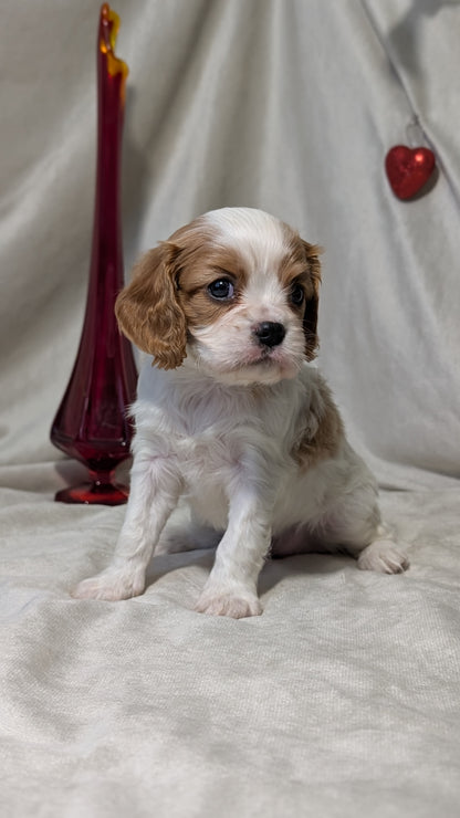CAVALIER (DEC 03) MALES