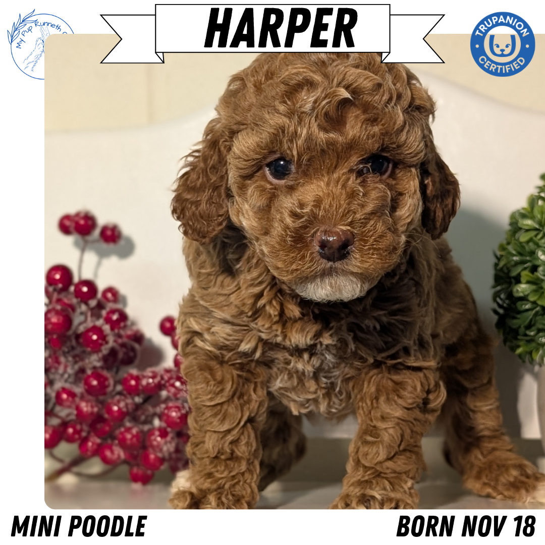 MINI POODLE (NOV 18) FEMALES