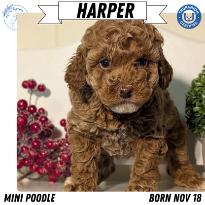 MINI POODLE (NOV 18) FEMALES