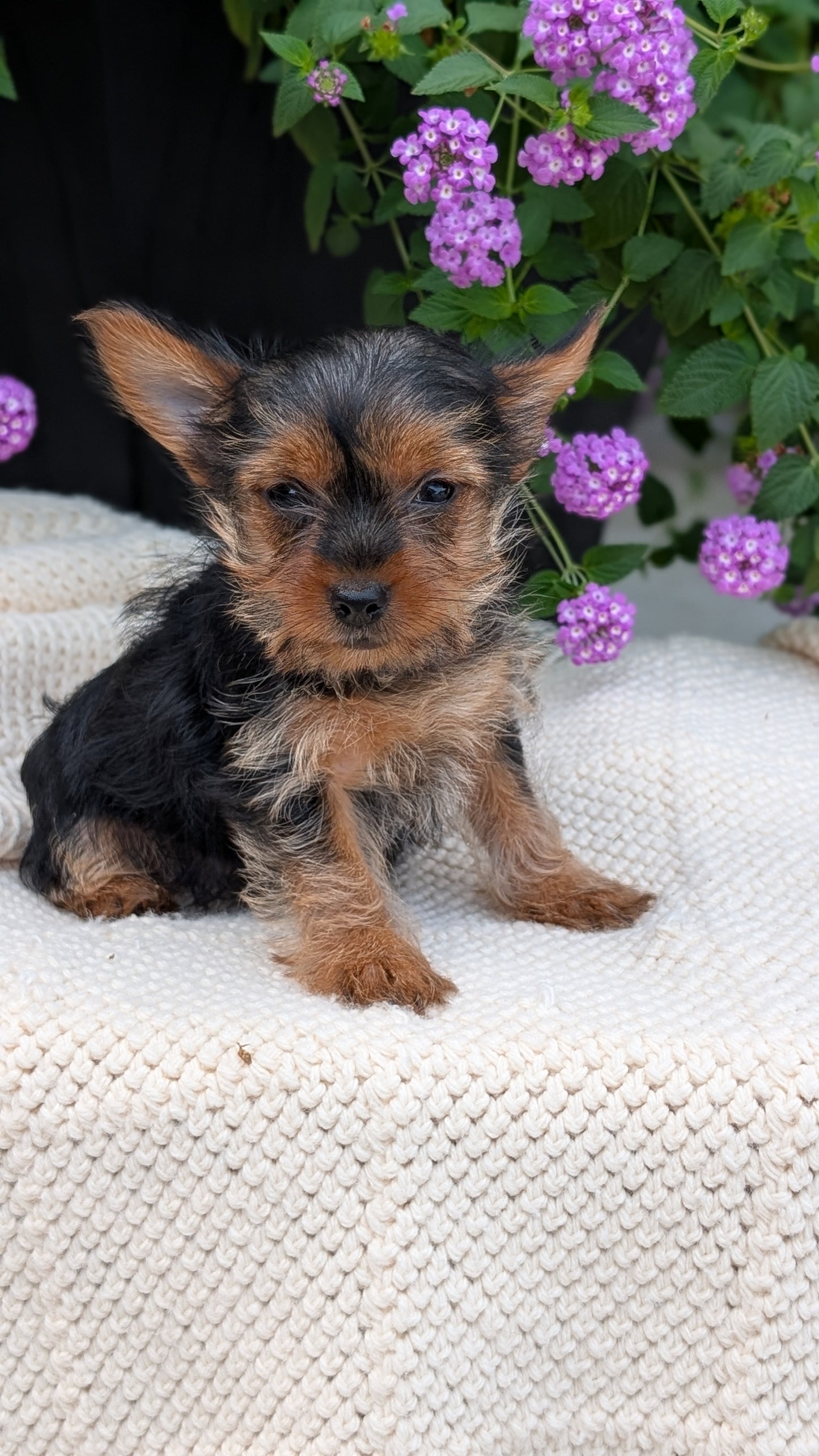 YORKSHIRE TERRIER (MAY 20) FEMALE