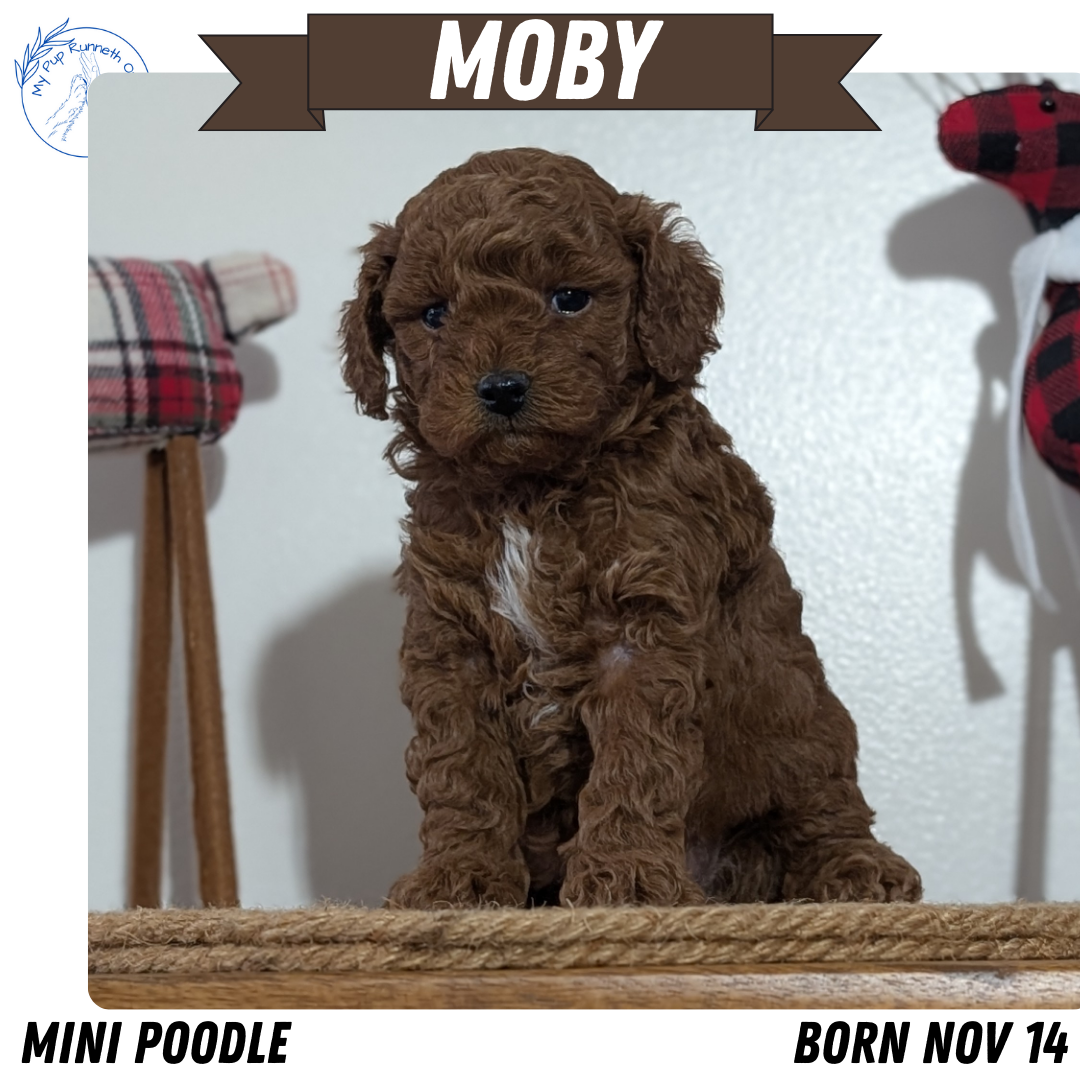 MINI POODLE (NOV 14) MALES