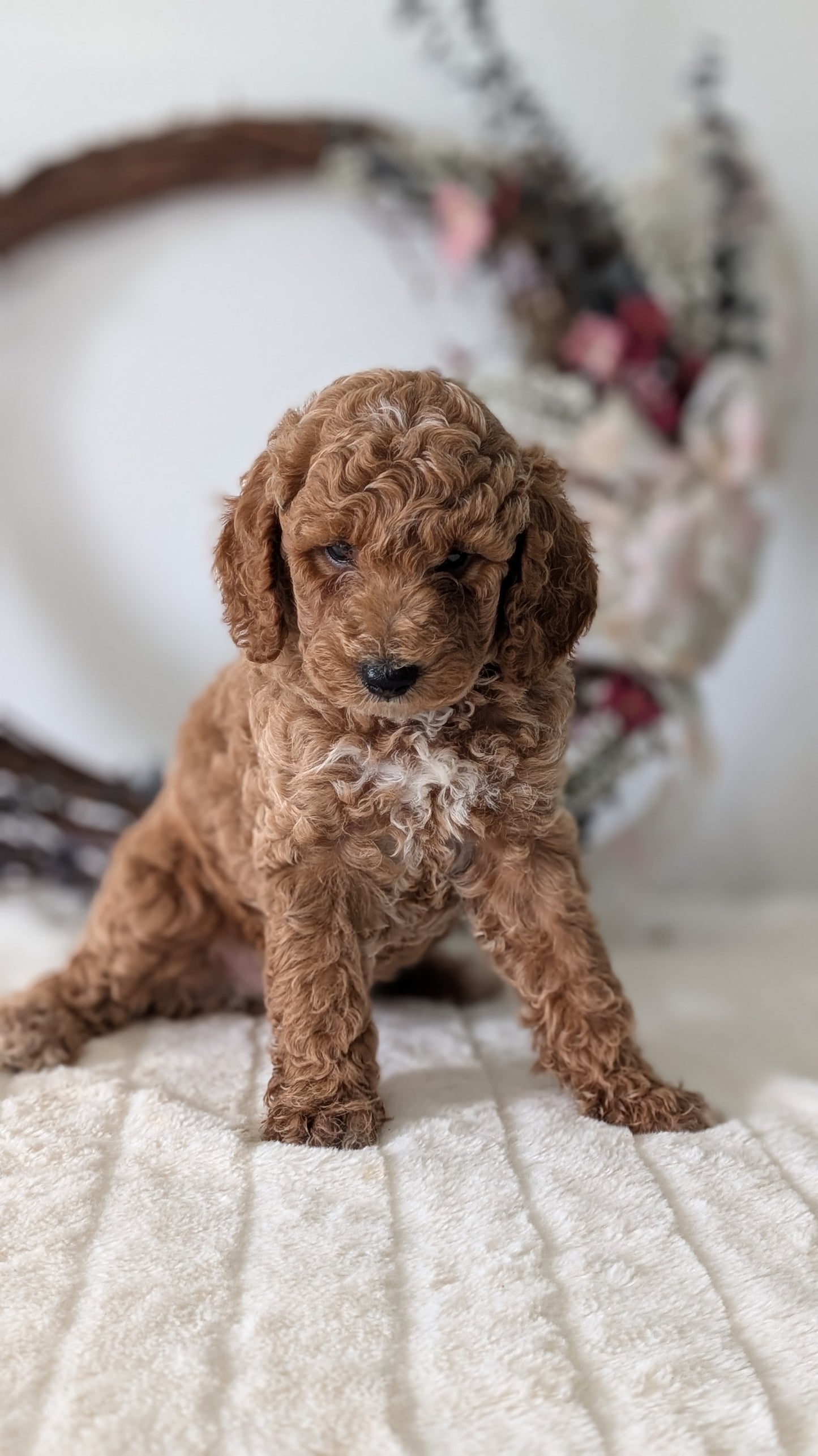 MINI POODLE (JUN 01) MALES