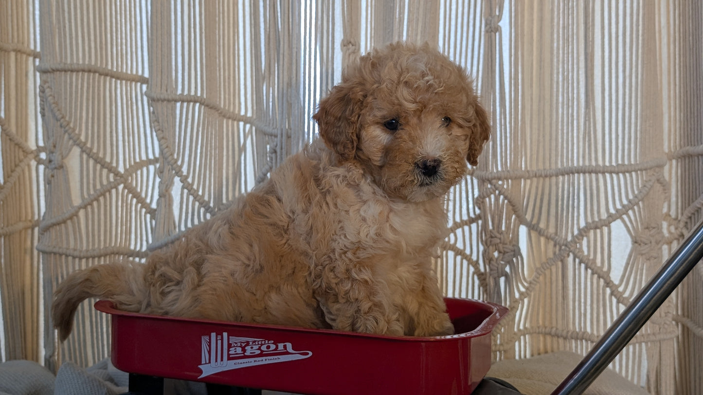 CAVAPOO (NOV 17) FEMALES
